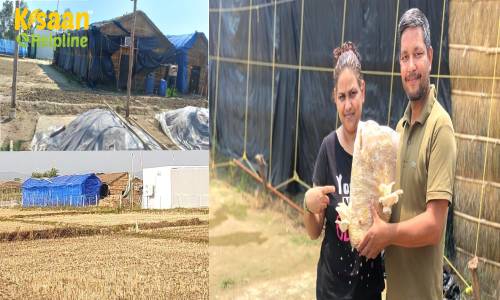 सफलता की कहानी: COVID में दुबई की नौकरी गवाने के बाद झोपड़ी में उगाई मशरूम और कमाए 1 महीने में 2.5 लाख रुपये